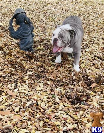 English Bulldog dog